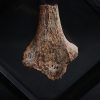 Hueso de dinosaurio indeterminado