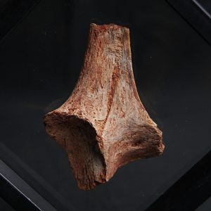 Hueso de dinosaurio indeterminado