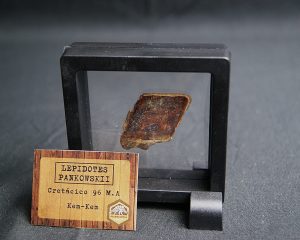 Escama de Lepidotes pankowskii
