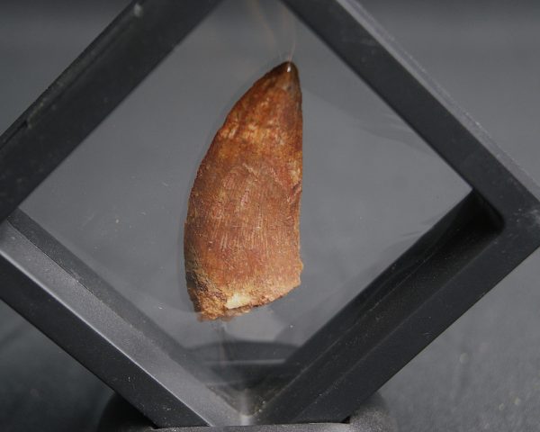 Abelisaurus