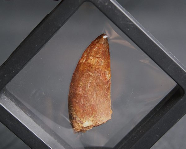 Abelisaurus