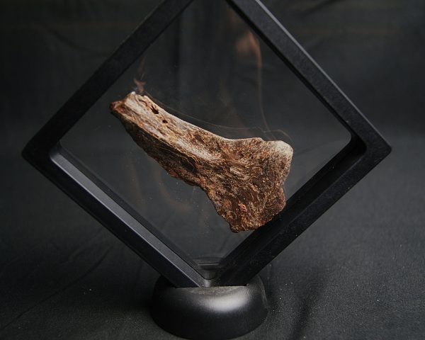 Mandíbula parcial de Mawsonia