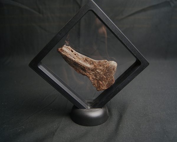Mandíbula parcial de Mawsonia