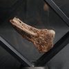 Mandíbula parcial de Mawsonia