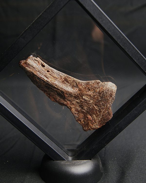 Mandíbula parcial de Mawsonia