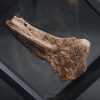 Mandíbula parcial de Mawsonia