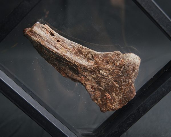 Mandíbula parcial de Mawsonia