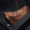 Mandíbula parcial de Mawsonia