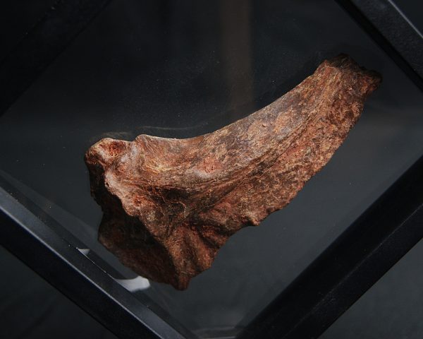 Mandíbula parcial de Mawsonia