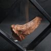 Mandíbula parcial de Mawsonia