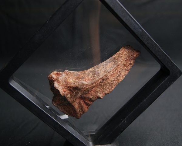 Mandíbula parcial de Mawsonia