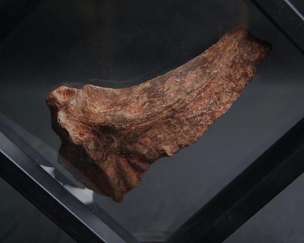 Mandíbula parcial de Mawsonia