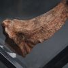 Mandíbula parcial de Mawsonia