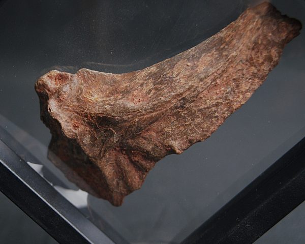 Mandíbula parcial de Mawsonia