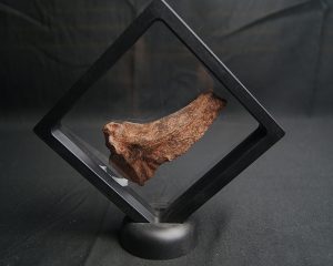 Mandíbula parcial de Mawsonia