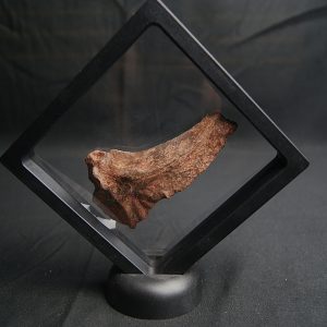 Mandíbula parcial de Mawsonia