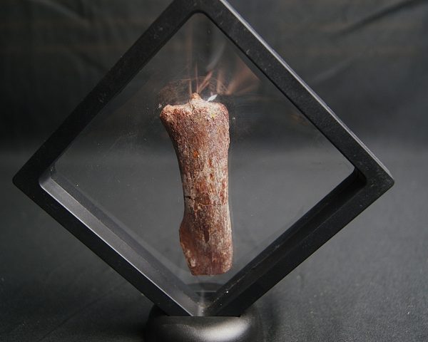 Gastralia de Carcharodontosaurus