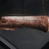 Gastralia de Carcharodontosaurus
