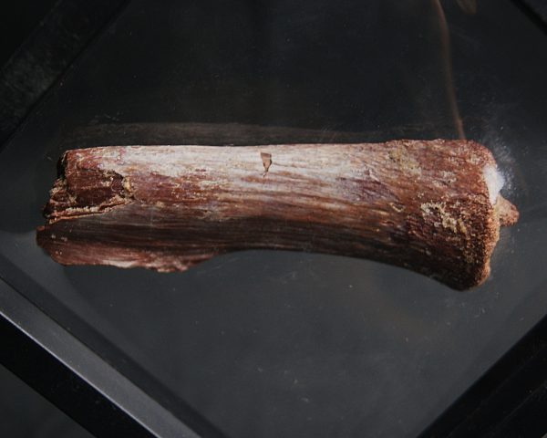 Gastralia de Carcharodontosaurus