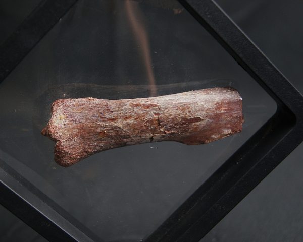 Gastralia de Carcharodontosaurus