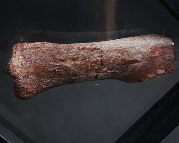 Gastralia de Carcharodontosaurus