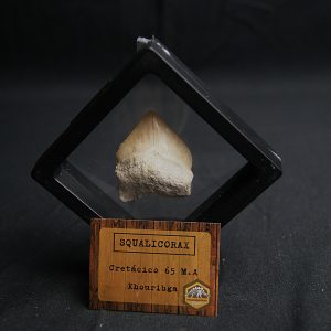 Tiburón Squalicorax