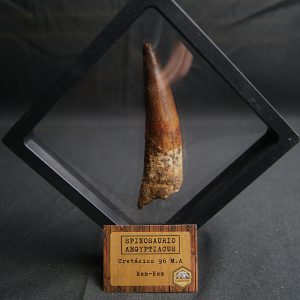 Spinosaurus aegyptiacus