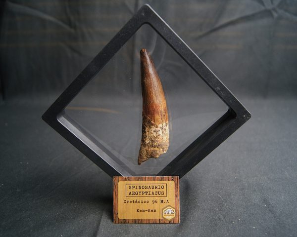 Spinosaurus aegyptiacus