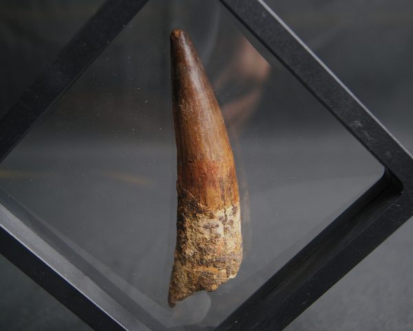 Spinosaurus aegyptiacus