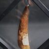 Spinosaurus aegyptiacus