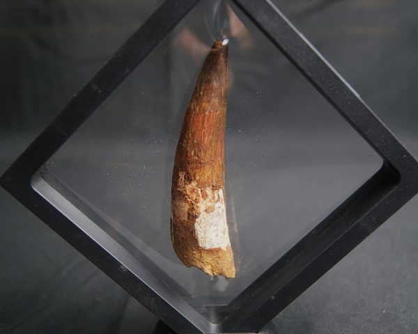 Spinosaurus aegyptiacus