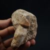Mosasaurus globidens