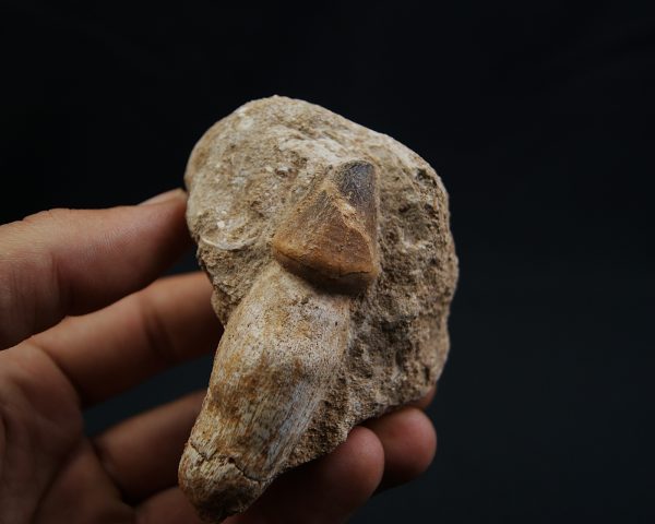 Mosasaurus globidens