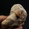 Mosasaurus globidens