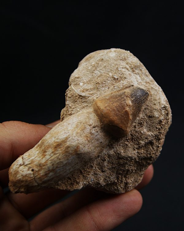 Mosasaurus globidens