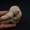 Mosasaurus globidens