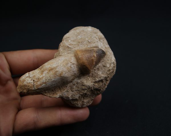 Mosasaurus globidens