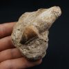 Mosasaurus globidens