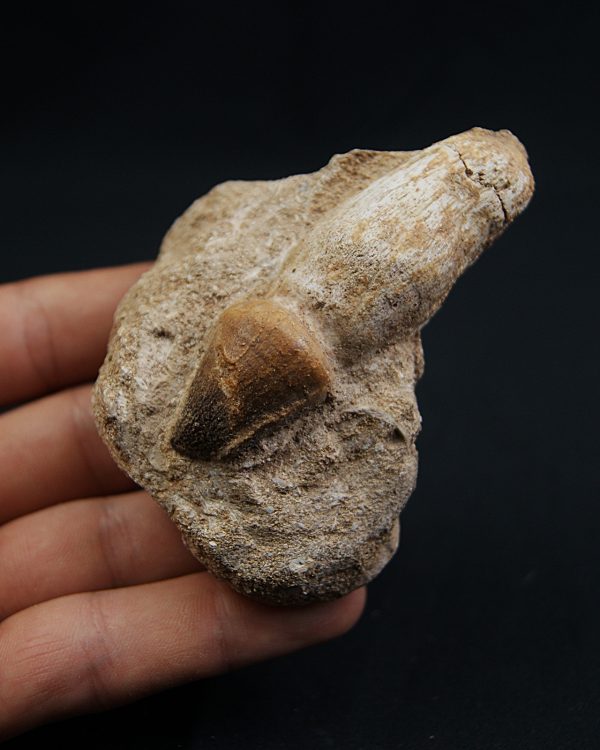 Mosasaurus globidens