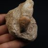 Mosasaurus globidens