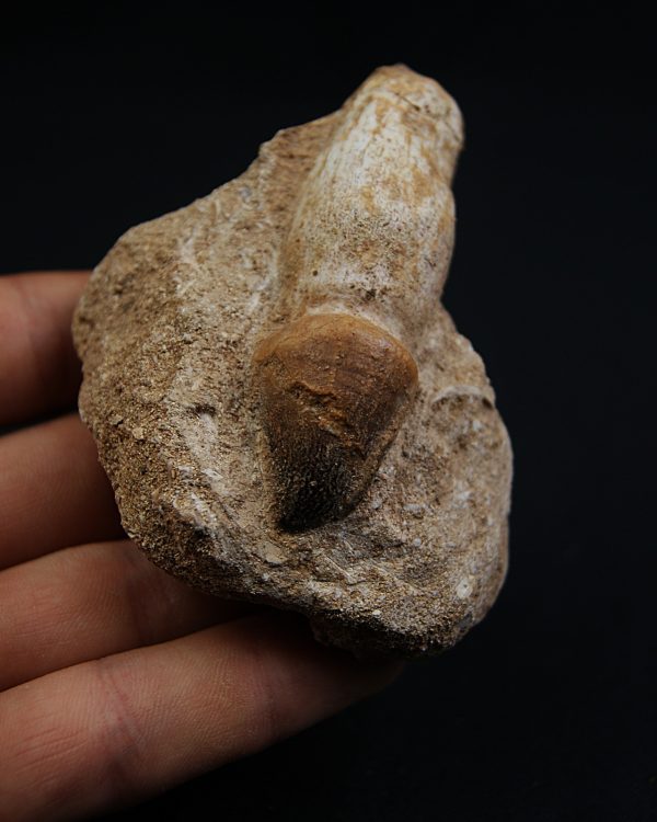 Mosasaurus globidens