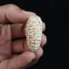 Piña fósil Equicalastrobus chinleana