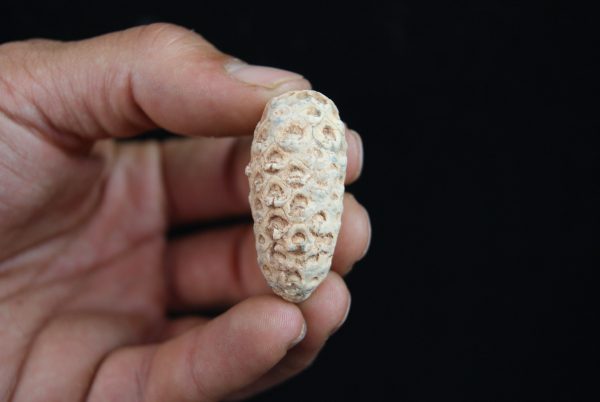 Piña fósil Equicalastrobus chinleana