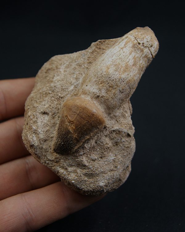 Mosasaurus globidens