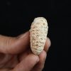Piña fósil Equicalastrobus chinleana