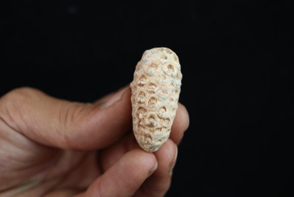 Piña fósil Equicalastrobus chinleana