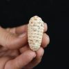 Piña fósil Equicalastrobus chinleana