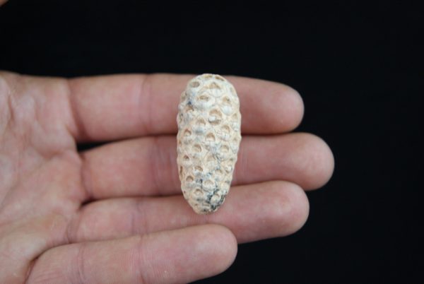 Piña fósil Equicalastrobus chinleana