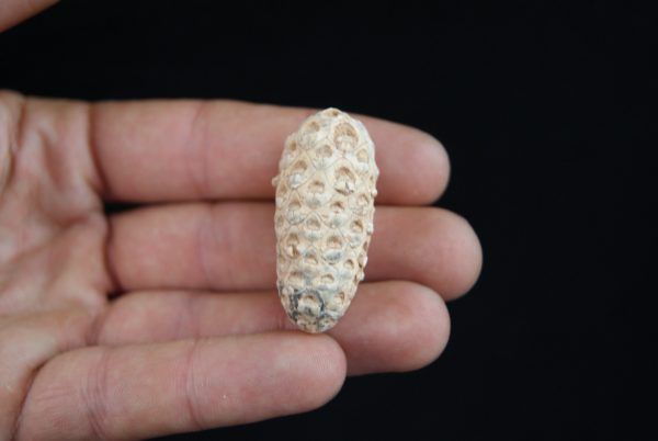 Piña fósil Equicalastrobus chinleana