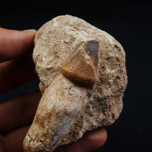 Mosasaurus globidens